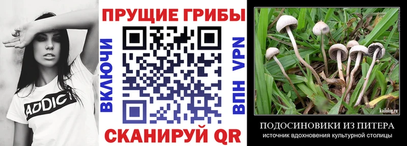 магазин продажи   Палласовка  Галлюциногенные грибы Psilocybine cubensis 